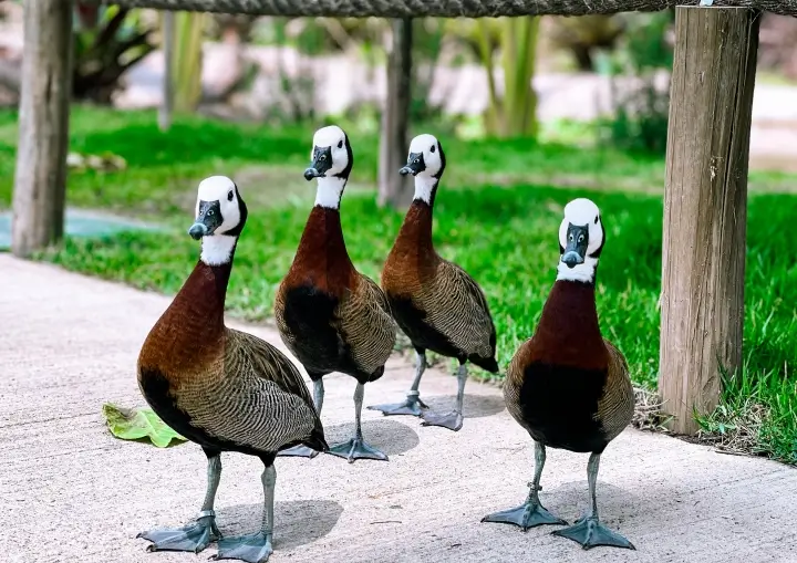 refugio-das-aves-parque-tres-pescadores-04