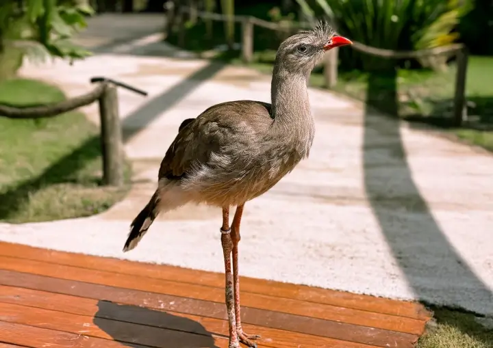 refugio-das-aves-parque-tres-pescadores-05