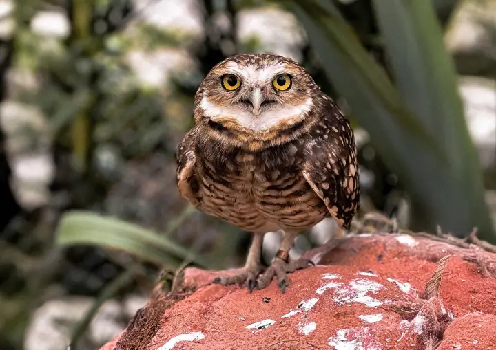 refugio-das-aves-parque-tres-pescadores-06