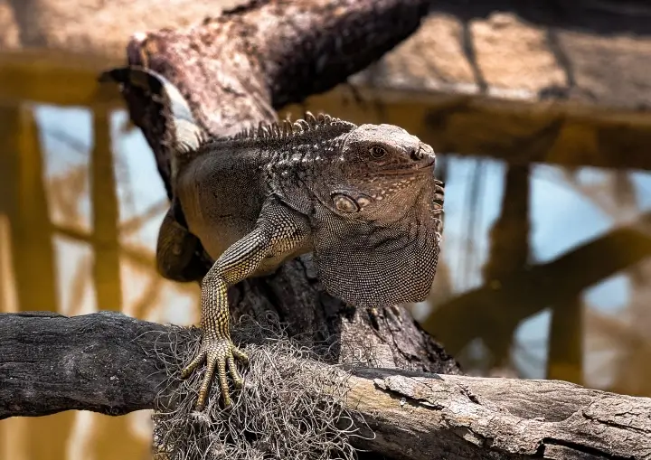 refugio-das-aves-parque-tres-pescadores-07