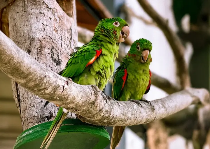 refugio-das-aves-parque-tres-pescadores-08